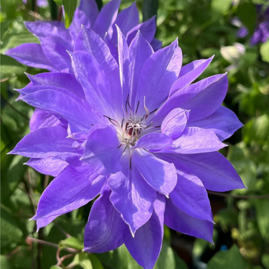 Клематис гибридный Тешио